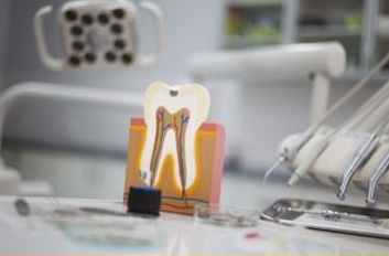 Model of tooth showing root canals inside of it